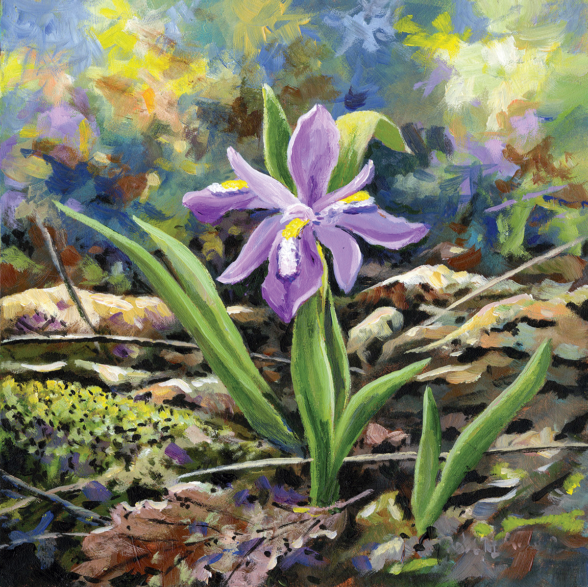 Dwarf Iris - Product Image