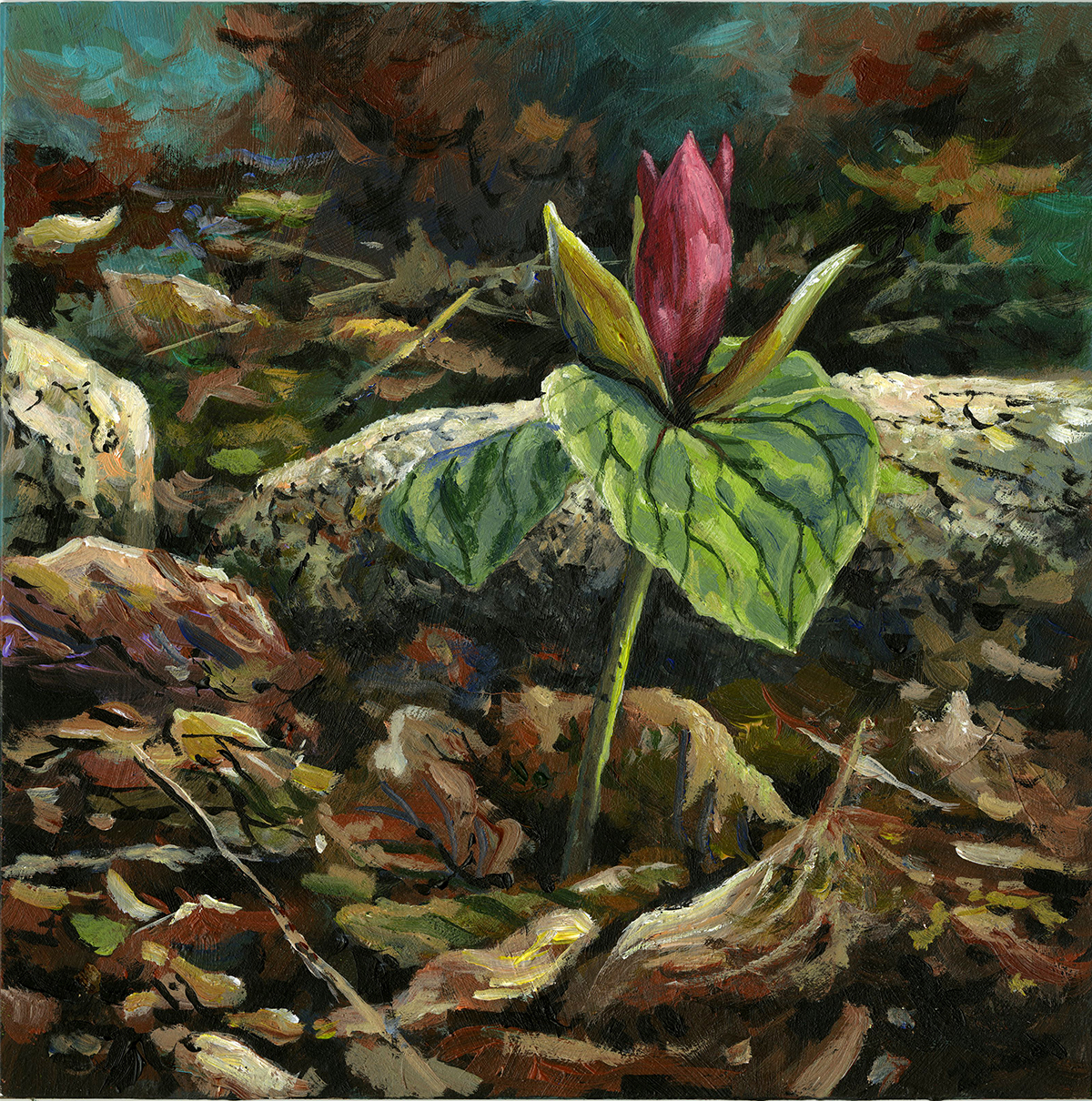 Red Trillium - Product Image