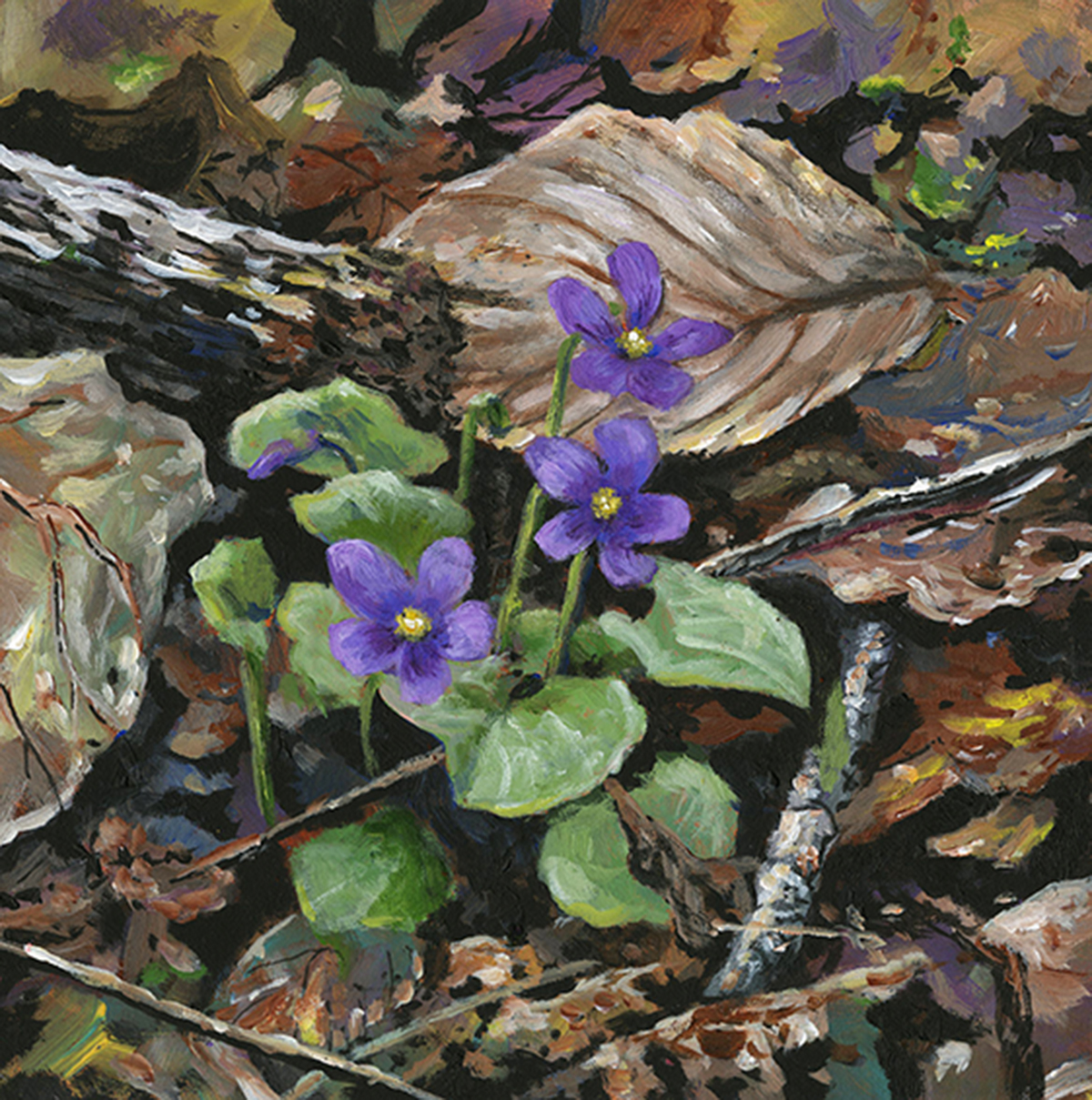 Violets - Product Image