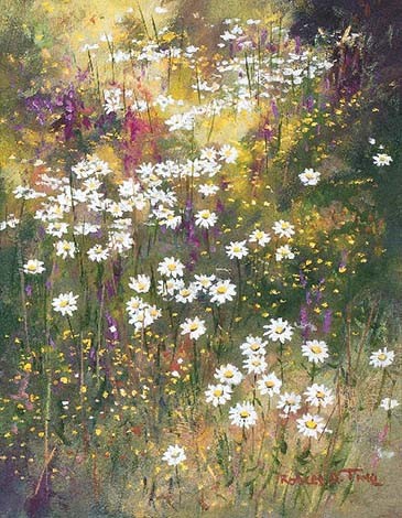 Daisies - Product Image