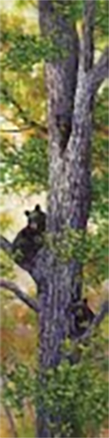 See What I See - Product Image